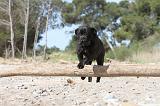 CANE CORSO 486